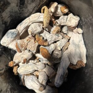 Acheter champignon magique