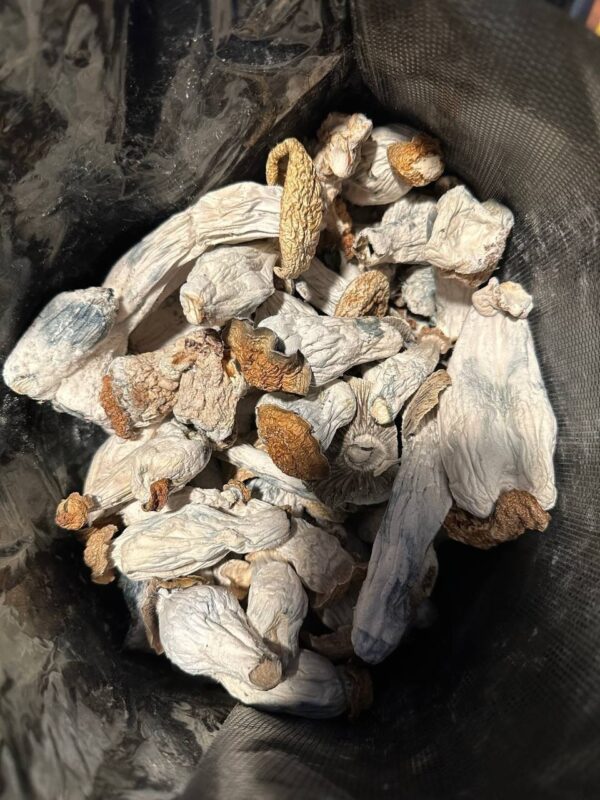 Acheter champignon magique